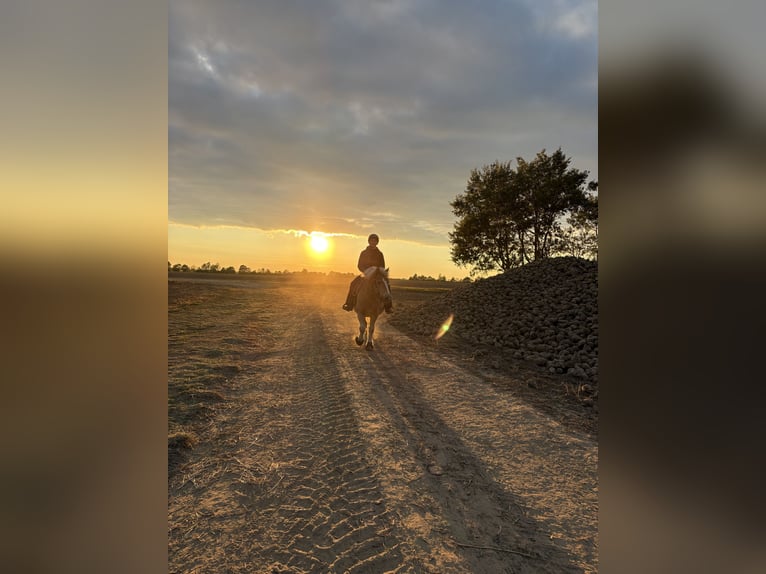 Haflinger Ruin 15 Jaar 136 cm Lichtbruin in Sassen-Trantow