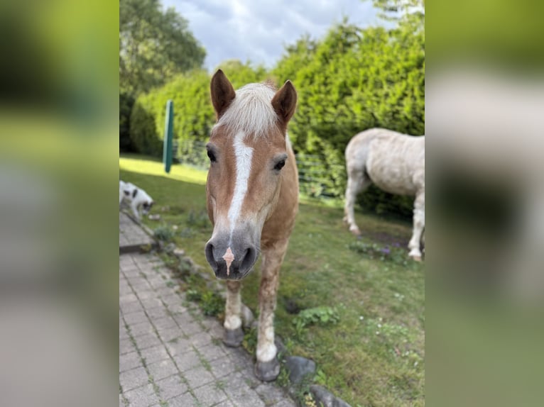 Haflinger Mix Ruin 15 Jaar 136 cm Lichtbruin in Sassen-Trantow