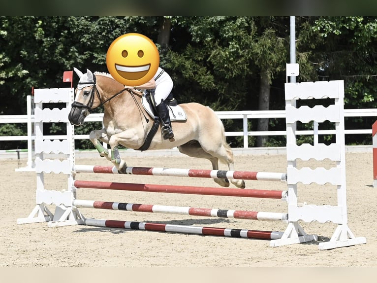 Haflinger Ruin 15 Jaar 144 cm  in Sexau