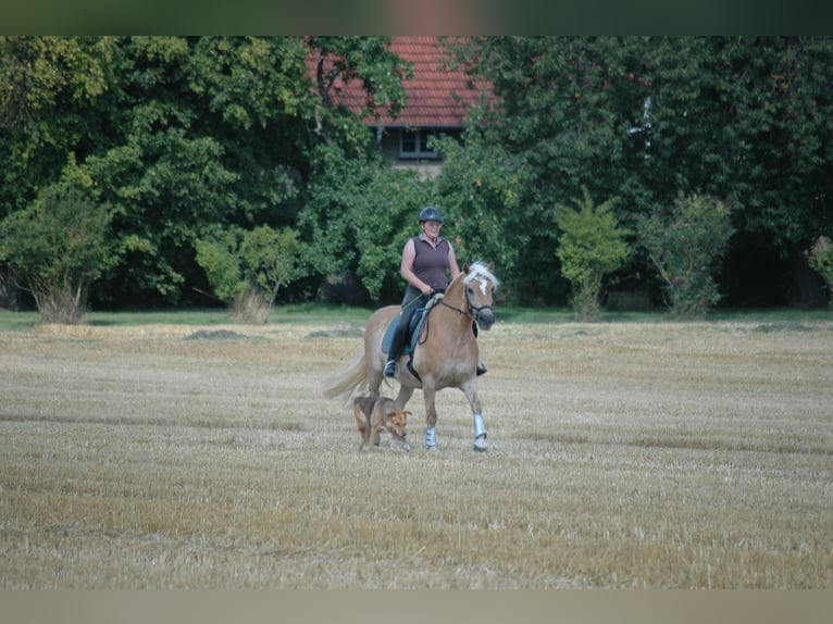 Haflinger Ruin 15 Jaar 147 cm Vos in Minden