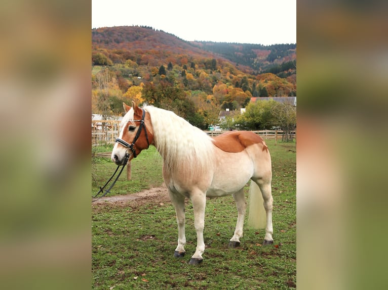 Haflinger Ruin 15 Jaar 154 cm Vos in Heidelberg