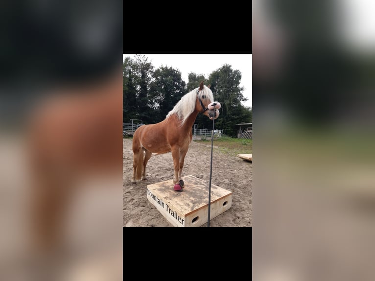 Haflinger Ruin 15 Jaar 154 cm Vos in Dortmund