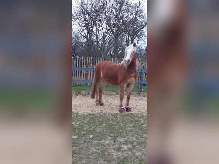 Haflinger Ruin 15 Jaar 154 cm Vos in Dortmund