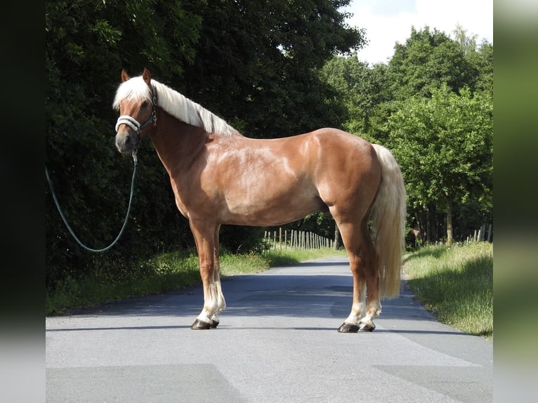 Haflinger Ruin 15 Jaar 155 cm Vos in Verl