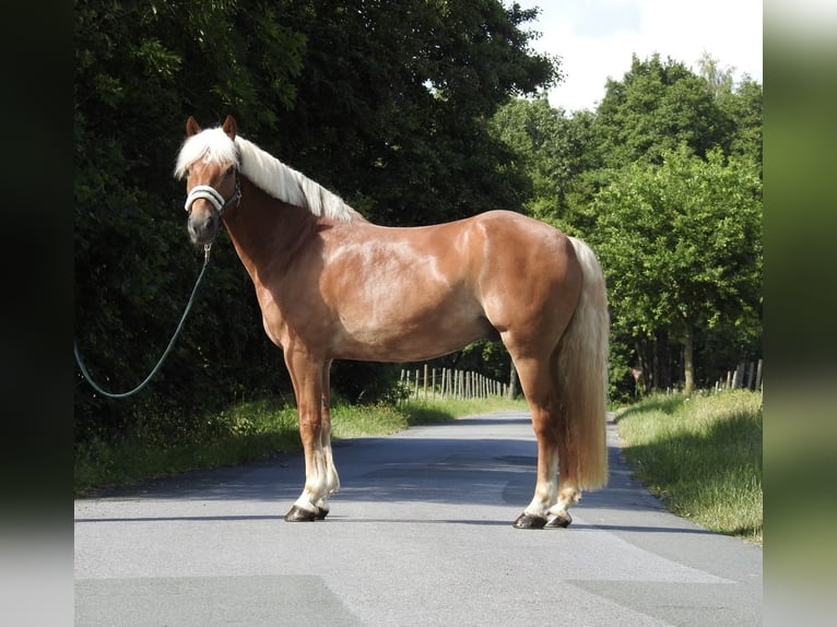 Haflinger Ruin 15 Jaar 155 cm Vos in Verl
