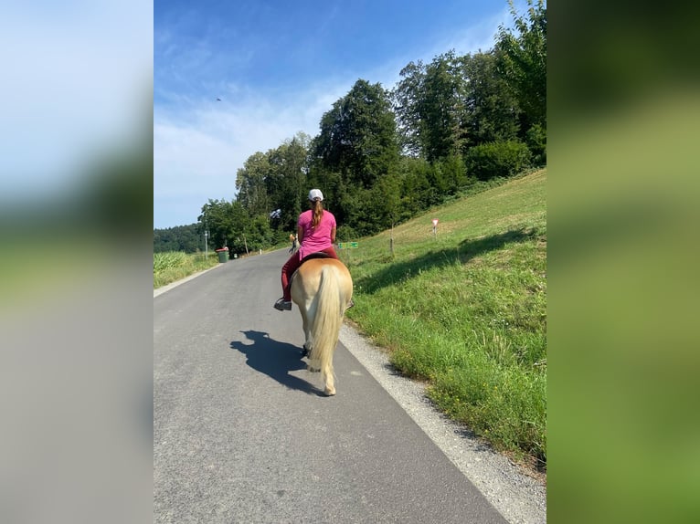 Haflinger Ruin 15 Jaar 155 cm Vos in Riegersburg