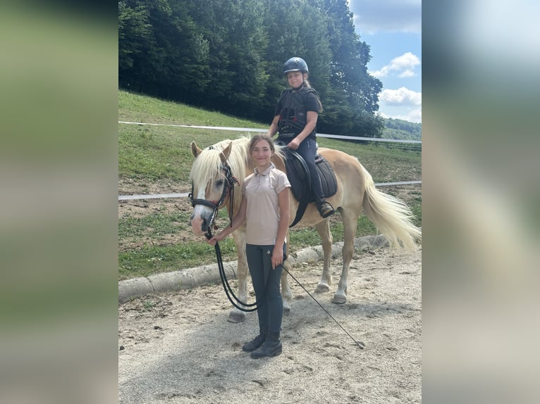 Haflinger Ruin 15 Jaar 155 cm Vos in Riegersburg