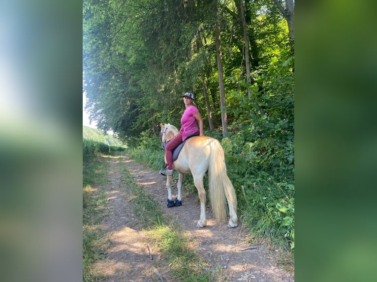 Haflinger Ruin 15 Jaar 155 cm Vos in Riegersburg