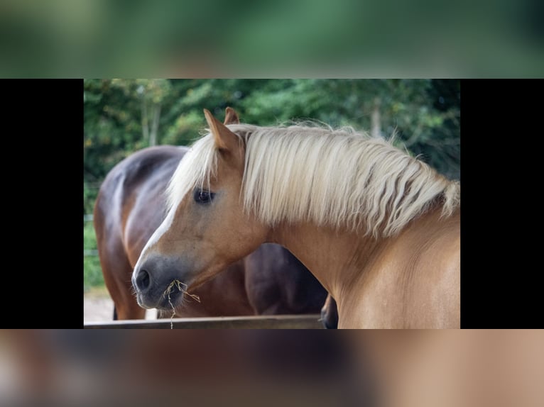 Haflinger Ruin 16 Jaar 148 cm  in Boklund