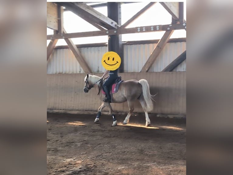 Haflinger Ruin 16 Jaar 148 cm  in Feuchtwangen