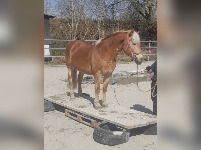 Haflinger Ruin 16 Jaar 148 cm  in Feuchtwangen