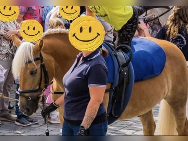 Haflinger Ruin 16 Jaar 148 cm  in Feuchtwangen