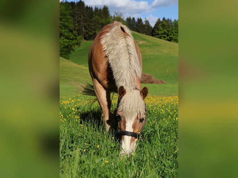 Haflinger Ruin 16 Jaar 148 cm Vos in Leutschach