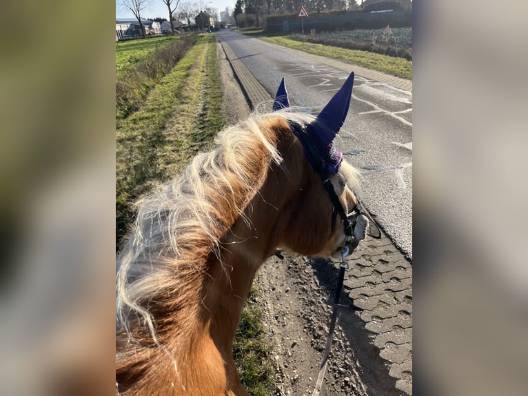 Haflinger Ruin 16 Jaar 151 cm Vos in Beringe