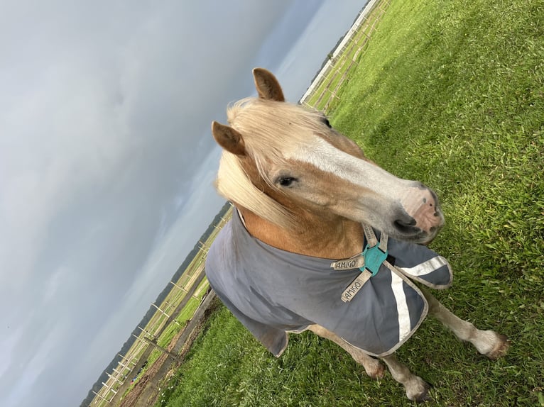 Haflinger Ruin 16 Jaar 151 cm Vos in Beringe