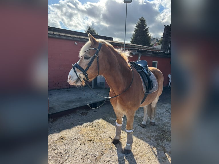 Haflinger Ruin 17 Jaar 153 cm  in Friedeburg