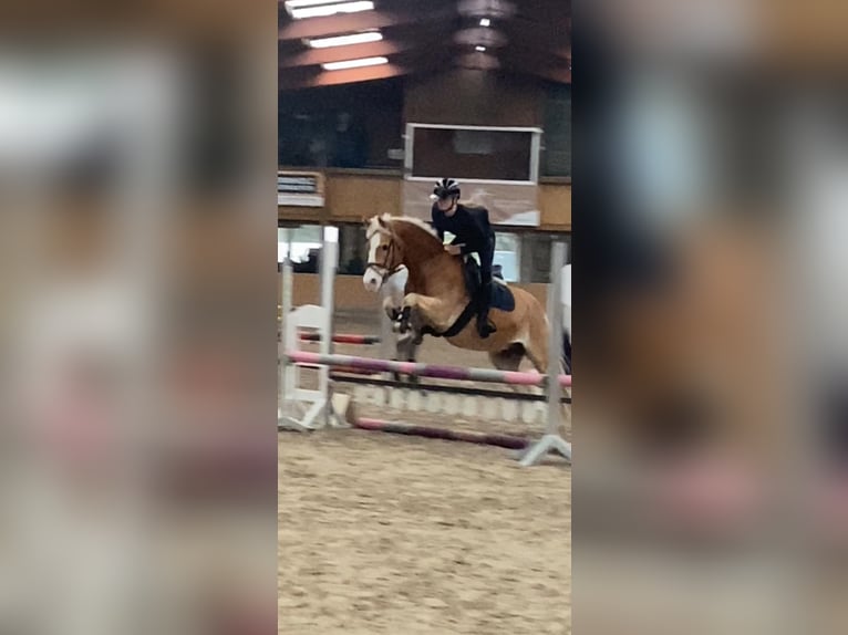 Haflinger Ruin 17 Jaar 153 cm  in Friedeburg