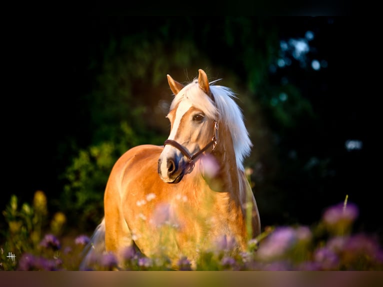 Haflinger Ruin 17 Jaar 153 cm Vos in Königslutter am Elm