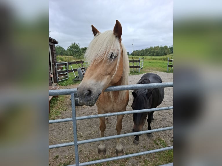 Haflinger Ruin 17 Jaar 153 cm Vos in Uplengen