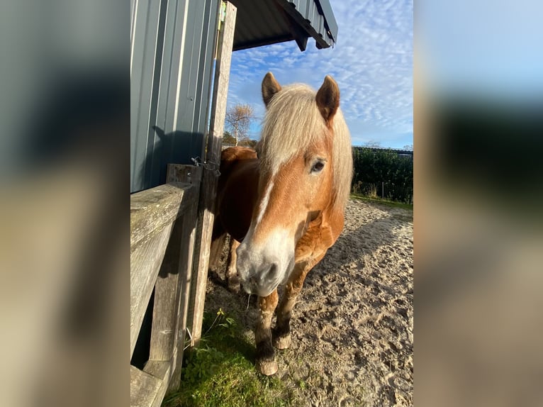 Haflinger Ruin 18 Jaar 140 cm Lichtbruin in Esens