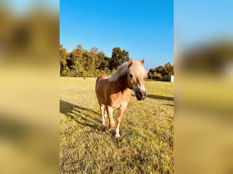 Haflinger Ruin 18 Jaar 140 cm Lichtbruin in Esens