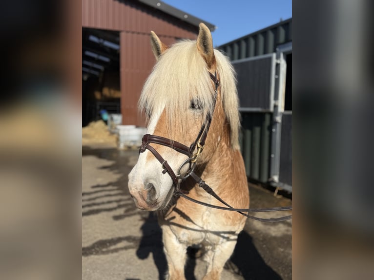 Haflinger Ruin 18 Jaar 140 cm Palomino in Geilenkirchen