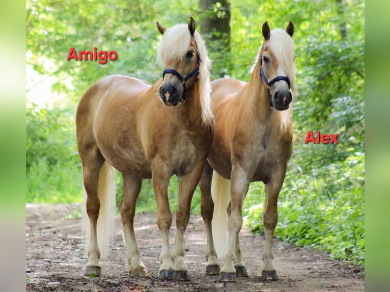 Haflinger Ruin 18 Jaar 150 cm  in Ober-Hilbersheim