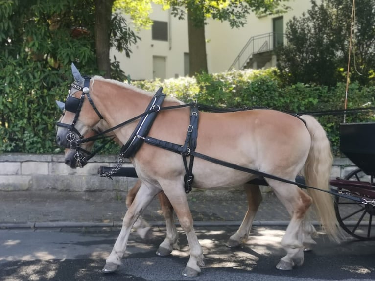 Haflinger Ruin 18 Jaar 150 cm  in Ober-Hilbersheim