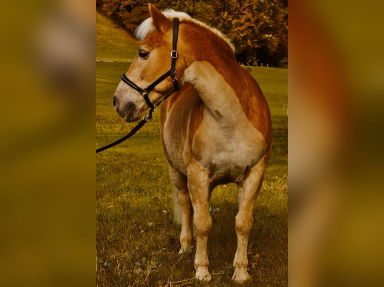 Haflinger Ruin 19 Jaar 135 cm Vos in Wetzikon TG