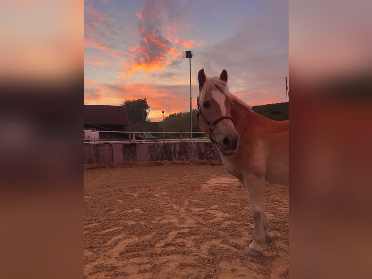 Haflinger Ruin 19 Jaar 135 cm Vos in Wetzikon TG