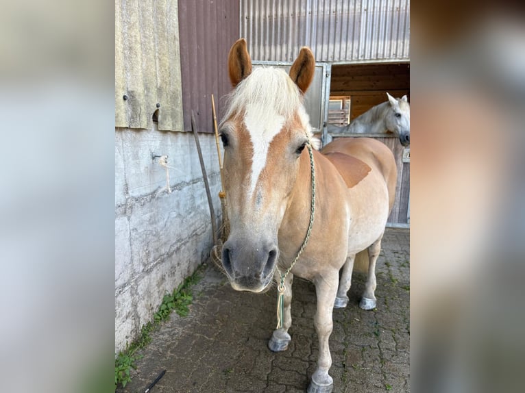 Haflinger Ruin 19 Jaar 135 cm Vos in Wetzikon TG
