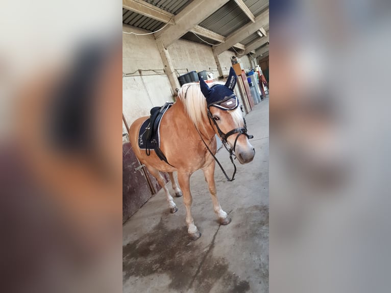 Haflinger Ruin 19 Jaar 159 cm Vos in Merenberg