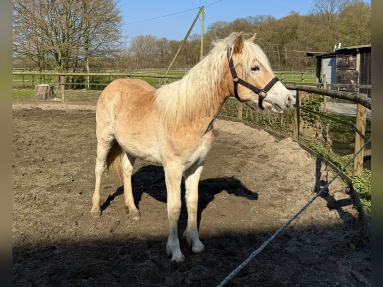 Haflinger Ruin 1 Jaar 145 cm Vos in Drensteinfurt - Rinkerode