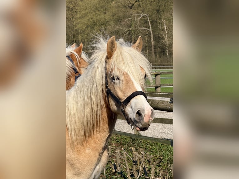 Haflinger Ruin 1 Jaar 145 cm Vos in Drensteinfurt - Rinkerode