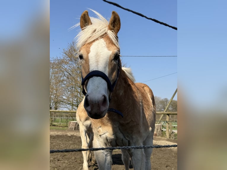 Haflinger Ruin 1 Jaar 145 cm Vos in Drensteinfurt