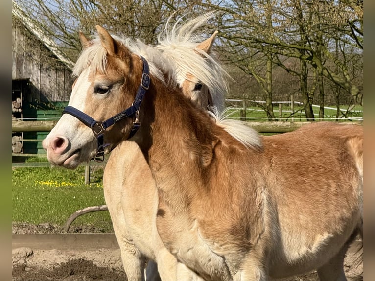 Haflinger Ruin 1 Jaar 145 cm Vos in Drensteinfurt