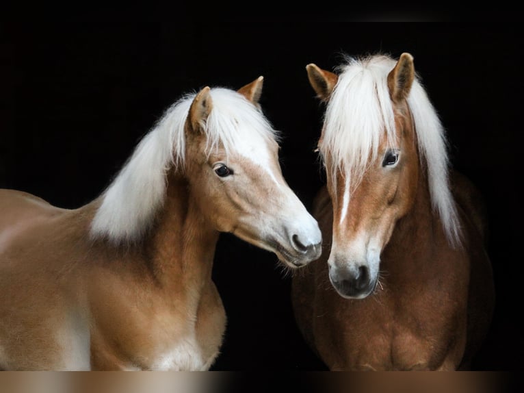 Haflinger Ruin 1 Jaar 150 cm  in Brand