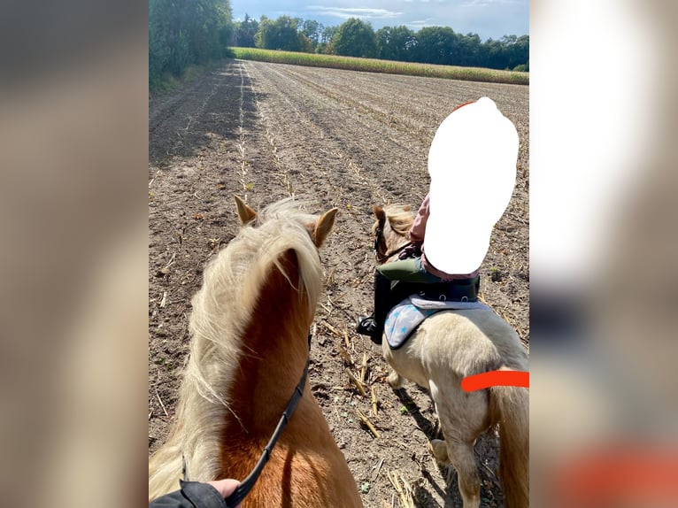 Haflinger Ruin 20 Jaar 145 cm Vos in Rheine