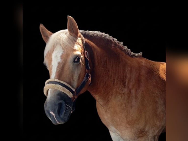 Haflinger Ruin 20 Jaar 145 cm Vos in Rheine