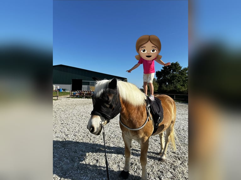 Haflinger Ruin 20 Jaar 146 cm Vos in NiederkasselNiederkassel