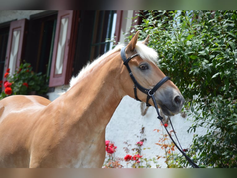 Haflinger Ruin 20 Jaar 147 cm Vos in Oberreute
