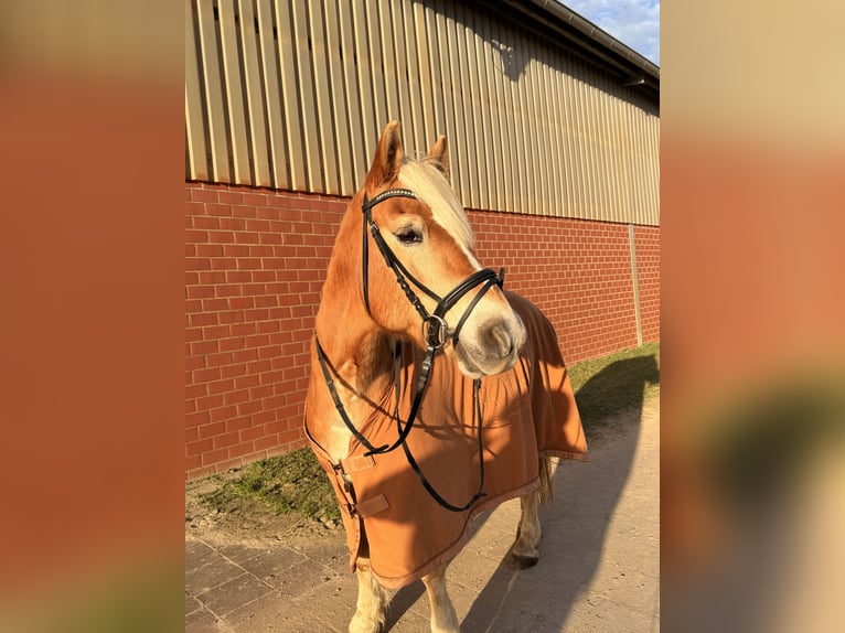 Haflinger Ruin 20 Jaar 150 cm  in Neuss