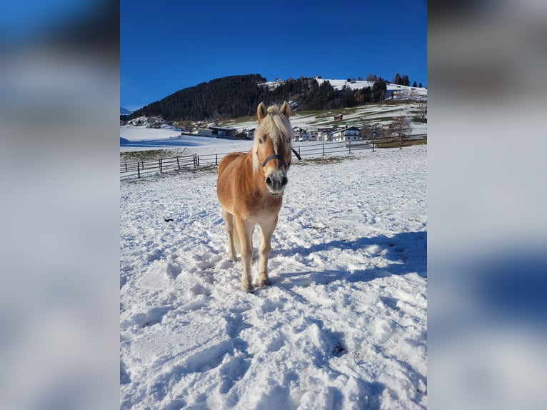 Haflinger Ruin 21 Jaar 150 cm in Tirol