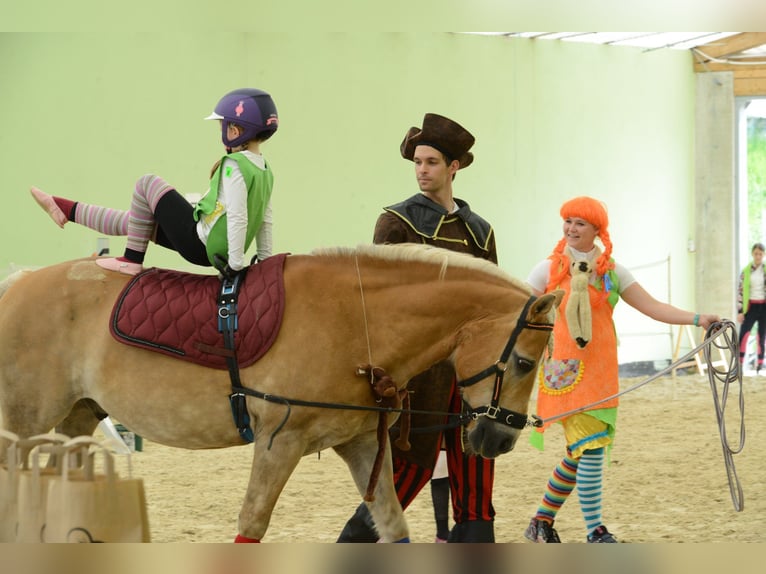 Haflinger Ruin 21 Jaar 155 cm Palomino in Žalec