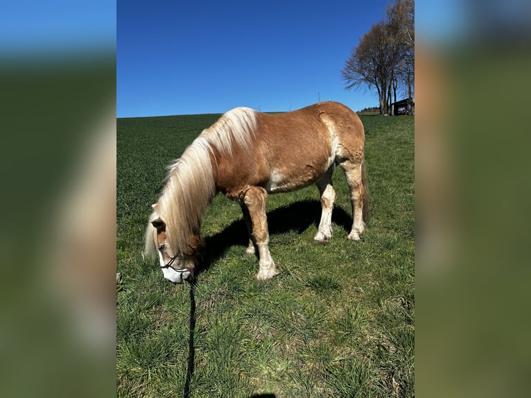 Haflinger Ruin 22 Jaar 145 cm Vos in Heinrichsthal