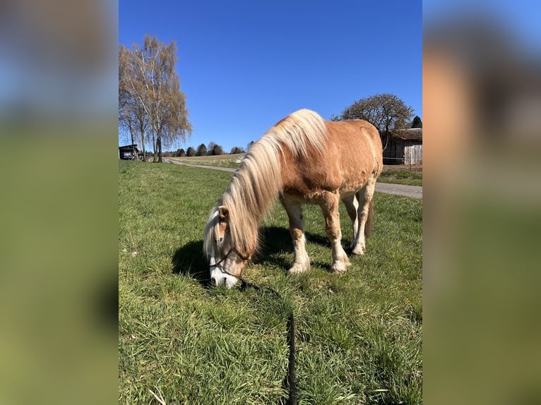 Haflinger Ruin 22 Jaar 145 cm Vos in Heinrichsthal