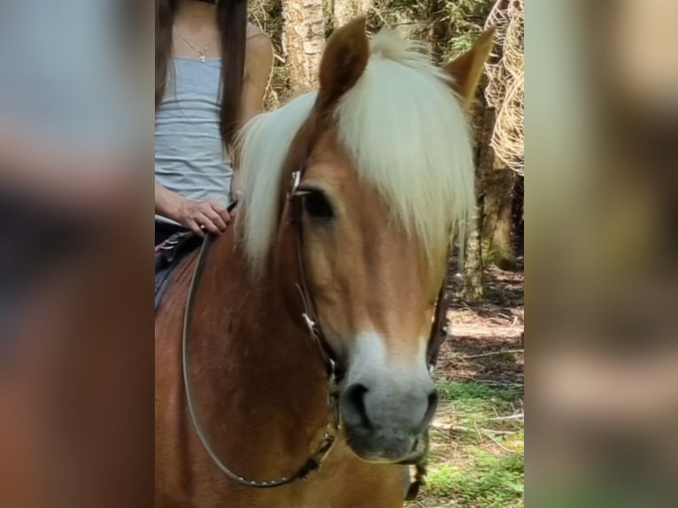 Haflinger Ruin 22 Jaar 150 cm  in Taufkirchen (Vils)
