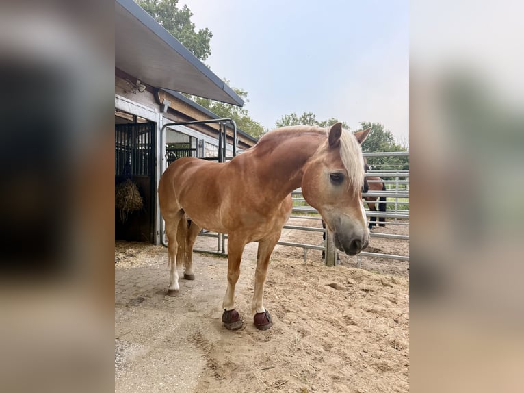 Haflinger Ruin 22 Jaar 151 cm Palomino in Schwanewede