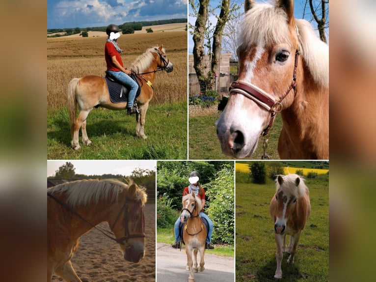 Haflinger Ruin 23 Jaar Vos in Raisdorf