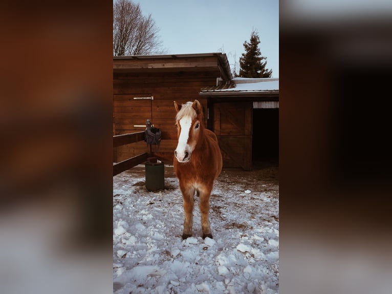 Haflinger Mix Ruin 26 Jaar 140 cm Vos in Schalkholz
